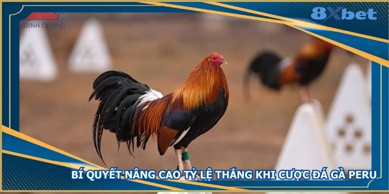 bi-quyet-nang-cao-ty-le-thang-khi-cuoc-da-ga-peru