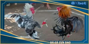 da-ga-cua-dao