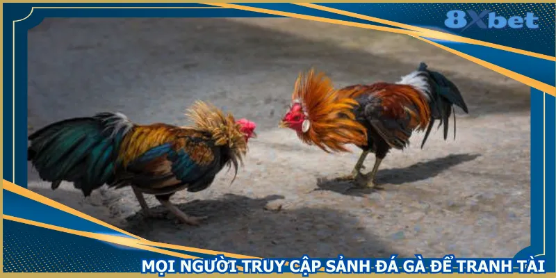 moi-nguoi-truy-cap-sanh-da-ga-de-tranh-tai