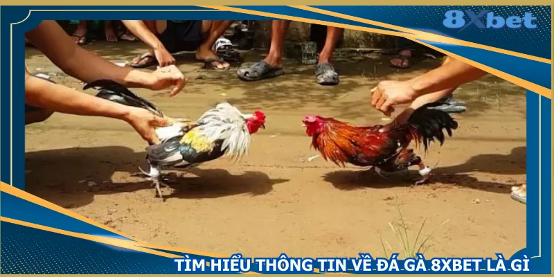 tim-hieu-thong-tin-ve-da-ga-8xbet-la-gi